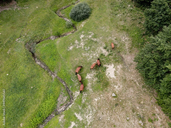 Obraz Cavalli liberi