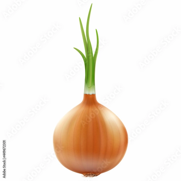 Obraz Onion, isolated on white background. Realistic 3D Vector illustration