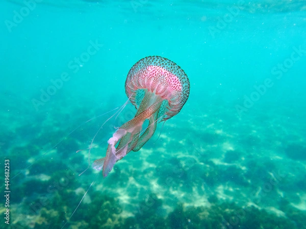 Fototapeta Mauve stinger or purple-striped jelly. Pelagia noctiluca. 