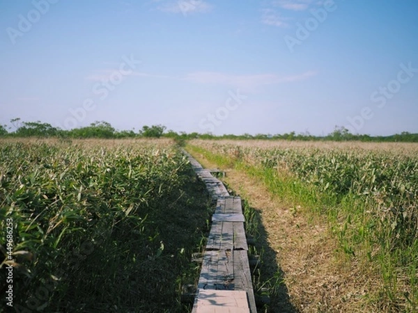 Obraz サロベツ原野