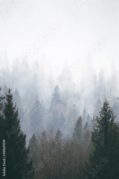Fototapeta coniferous forest in the fog