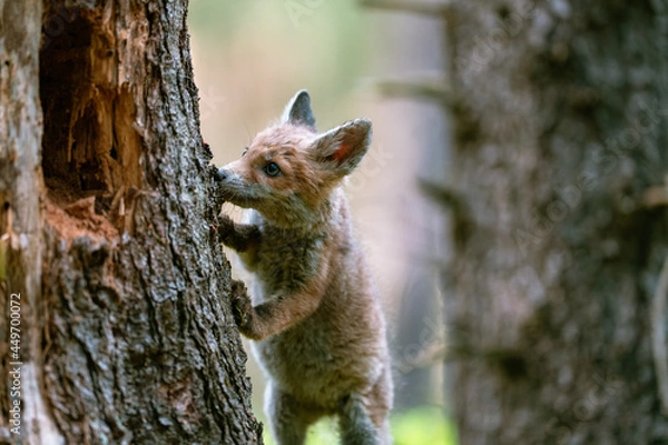 Fototapeta A young fox (Vulpes vulpes) in the forest, playing with a tree and watching the surroundings. Beautiful blue eyes, spring colored forest.