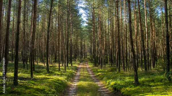 Fototapeta Droga w sosnowym lesie.