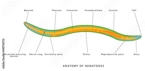 Fototapeta Internal anatomy of a nematode. Pseudocoel – Mesoderm muscle lined ectoderm Complete digestive tract Organs are within pseudocoel Syncytial. Zoology. Animal morphology