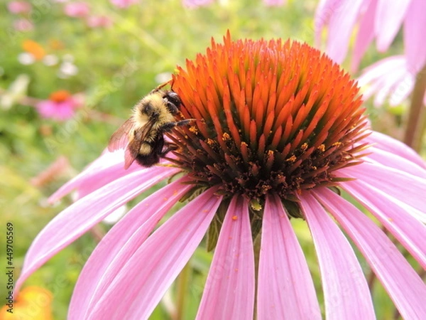 Obraz Bumblebee pollinating a purple flower