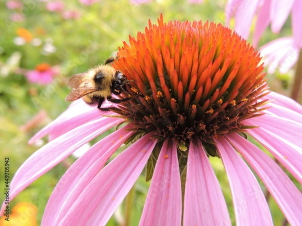 Obraz Bumblebee pollinating a purple wildflower 