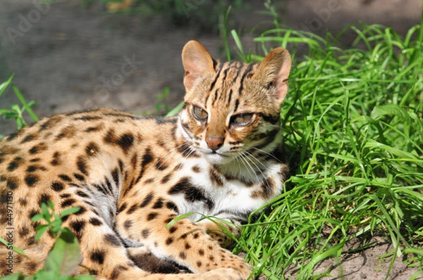Obraz Leopard Cat (Prionailurus bengalensis)