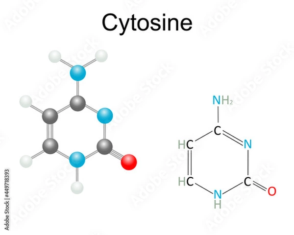 Fototapeta Chemical structural formula and model of Cytosine, purine nucleobase. Isolated on white background.