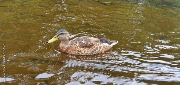 Obraz duck in the pond