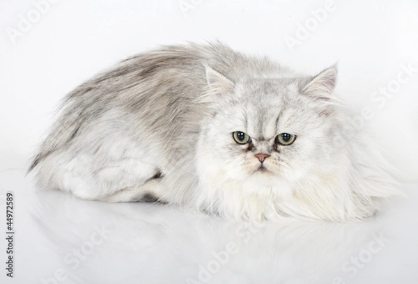 Obraz persian cat