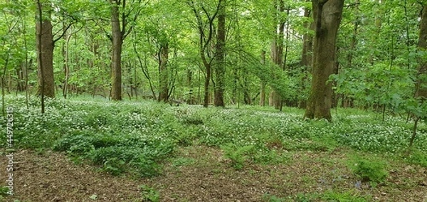 Obraz forest in spring