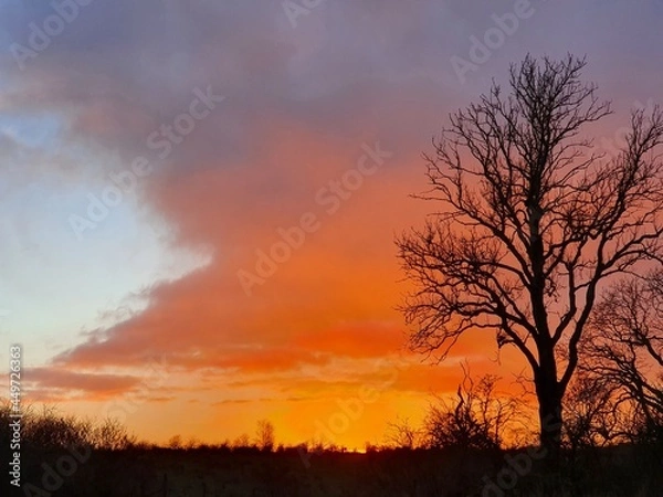 Obraz sunset in the forest