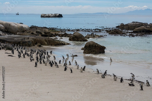 Obraz penguin on the beach