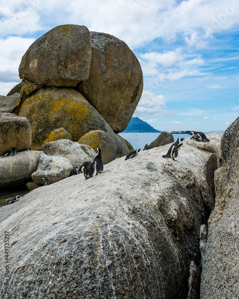 Obraz rocks on the beach with penguins