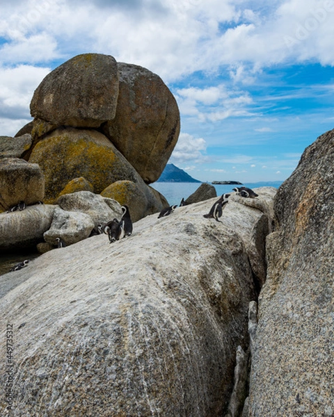 Obraz penguin rocks on the beach