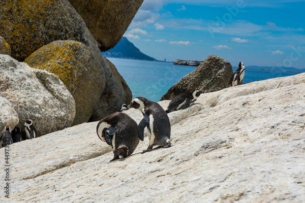 Obraz penguin on the beach at simons town