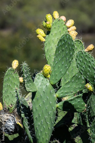 Obraz cactus in desert