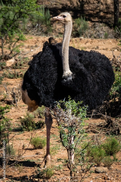 Obraz ostrich in the wild