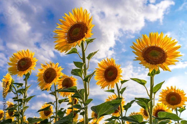 Fototapeta sunflowers