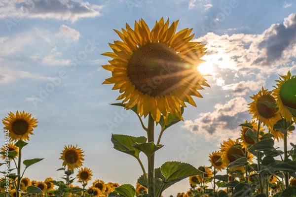 Fototapeta sunflowers