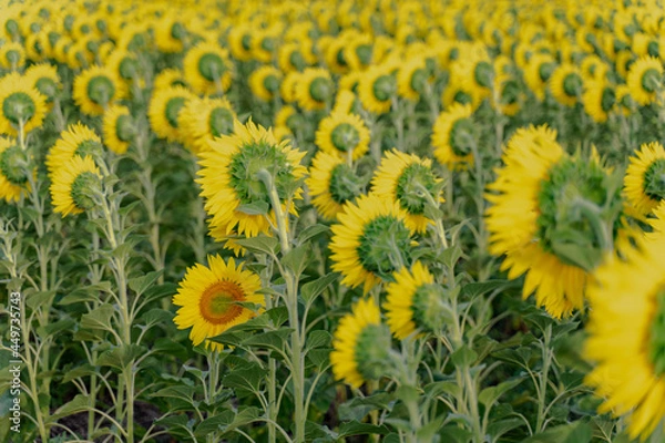 Fototapeta sunflowers