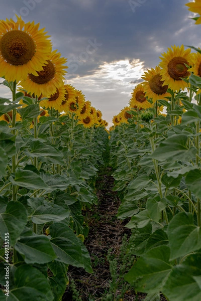 Fototapeta sunflowers