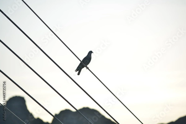 Fototapeta Pigeon standing on power lines 