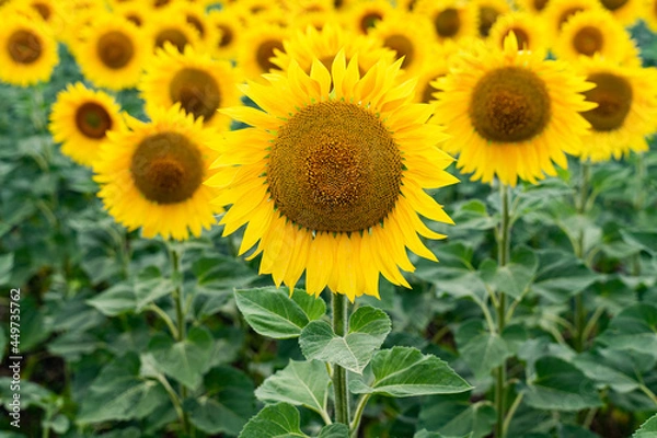 Fototapeta sunflowers