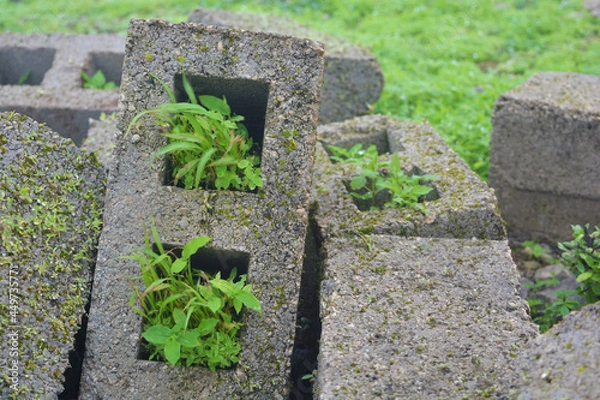 Obraz Old bricks on which grass has grown in 
Oman (Salalah)