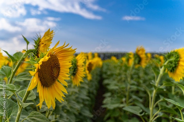 Fototapeta sunflowers