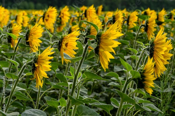 Fototapeta sunflowers
