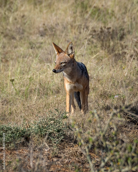 Obraz black backed jackal in the grass