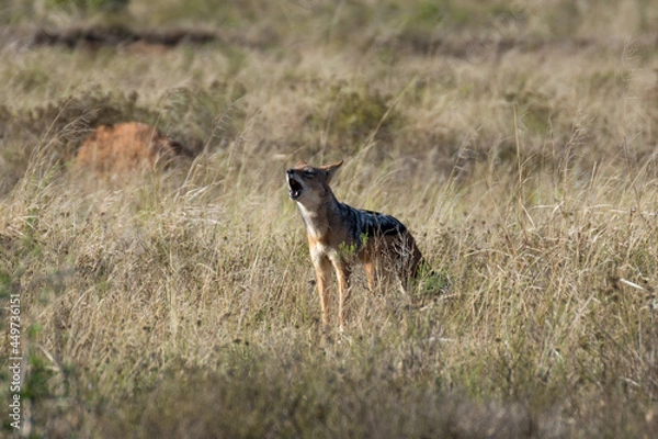 Obraz howling jackal in grass landscape