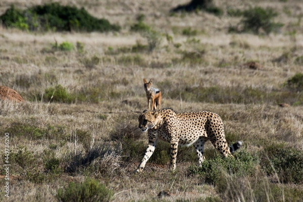 Obraz cheetah with a jackal in the background