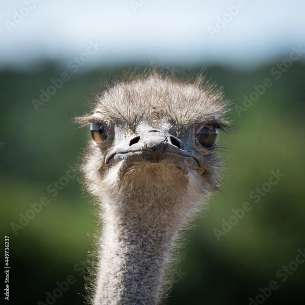 Obraz ostrich head close up