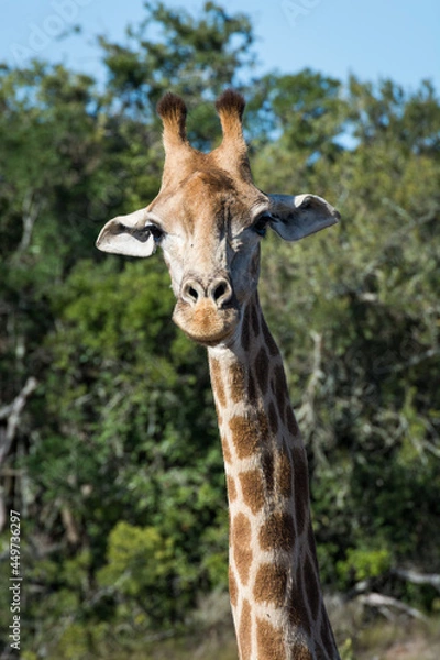 Obraz giraffe portrait with green background