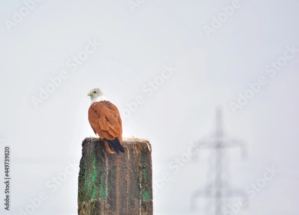 Obraz Hawk standing on a pillar in Kerala River in India