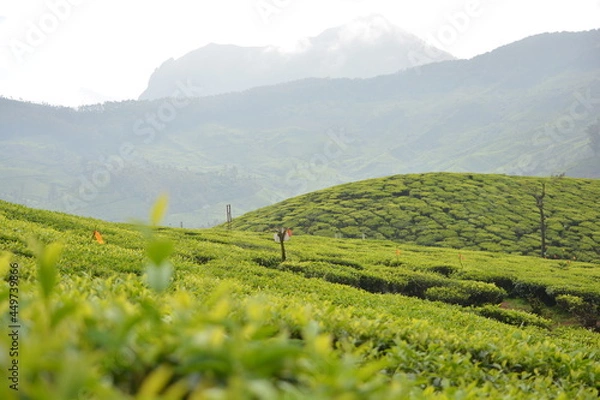 Obraz tea mountains in India