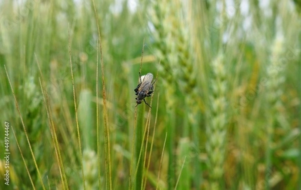 Obraz c'est chez lui