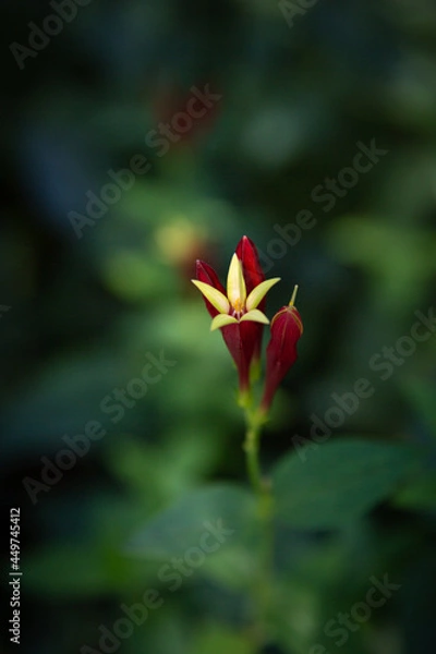 Fototapeta Macro Red and Yellow Indian Pink Flower with Shallow Green Background