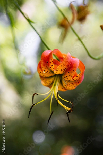 Fototapeta Bright Red Turks Cap Lily with Shallow Background