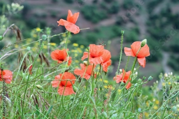 Obraz Coquelicot