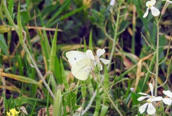 Obraz Papillon blanc