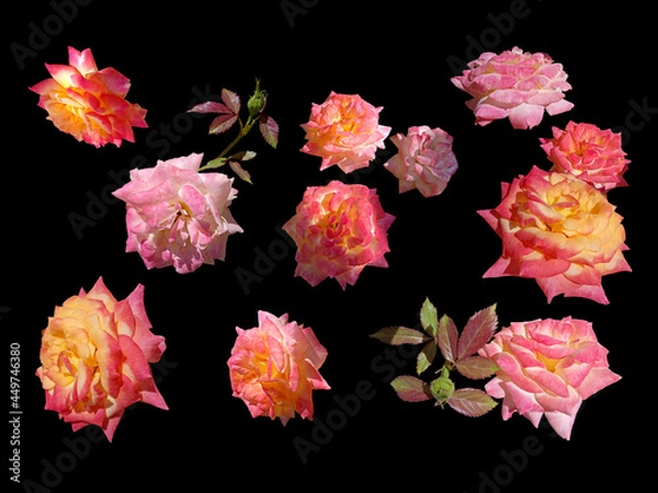 Fototapeta Pink roses with leaves and without leaves on a black background. Set of isolated elements.