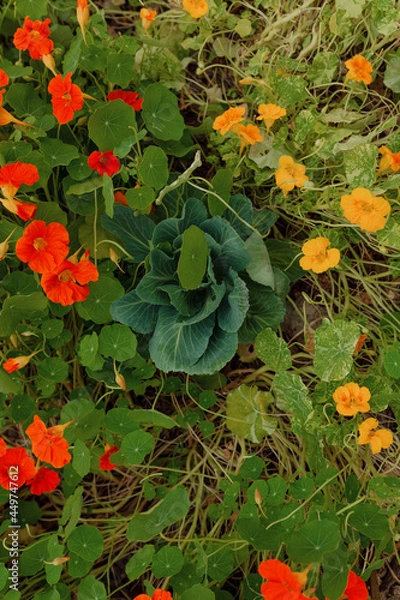 Fototapeta Cabbage growing in a patch of flowers in a garden