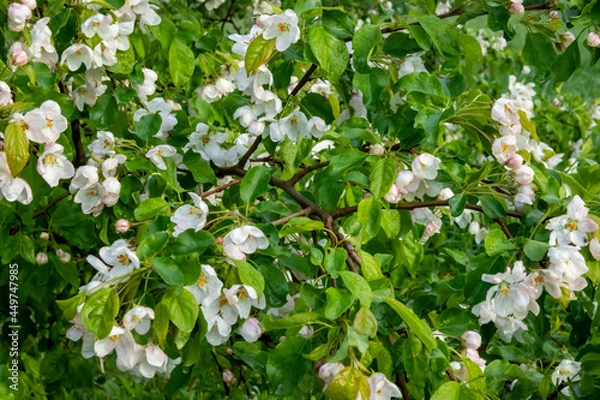 Fototapeta Beautiful flowering of a fruit tree in spring