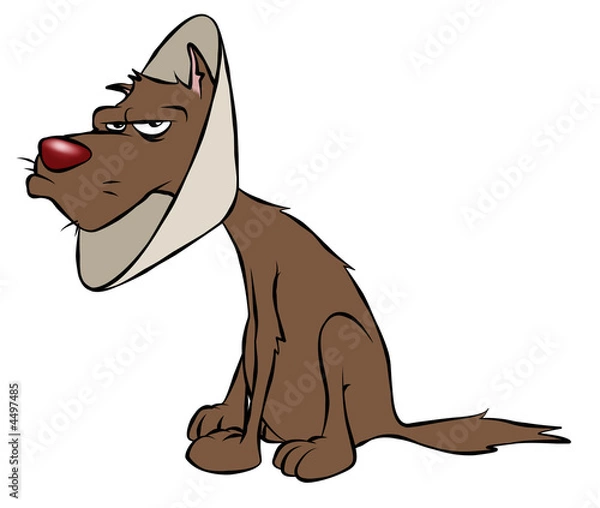 Obraz Recovering Dog