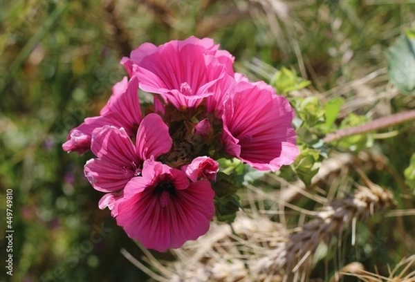 Obraz Les fleurs roses