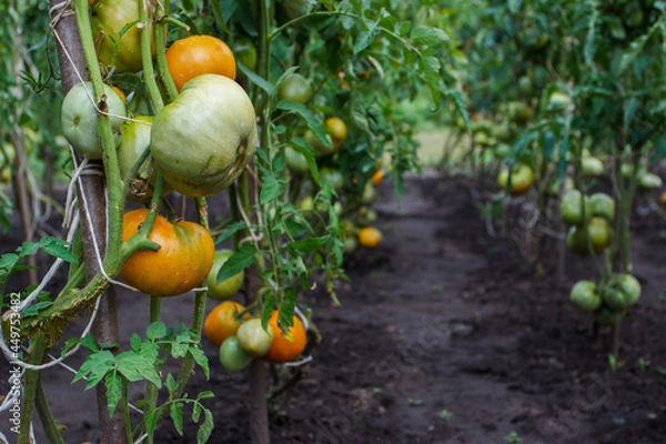 Fototapeta Bushes with bunches of colored tomatoes, soft focus background