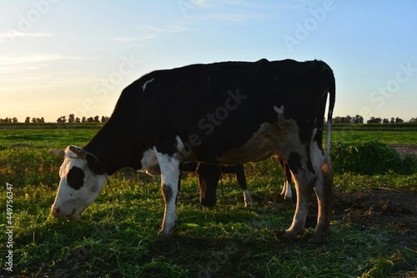 Obraz Vache